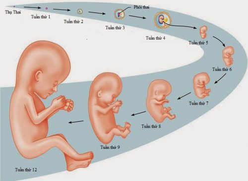 Phá thai 4 tuần tuổi bằng những phương pháp nào?